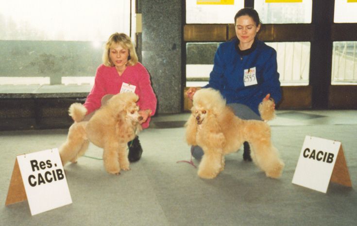 Wystawa Midzynarodowa w Katowicach (CWC,CACIB,BOB)