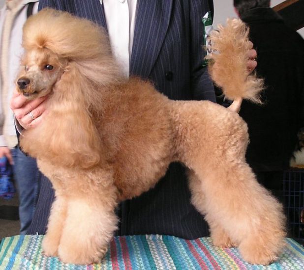 Midzynarodowa Wystawa w Katowicach 2004 (CWC, CACIB) 