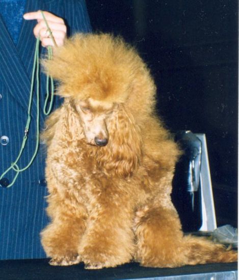 Midzynarodowa Wystawa w Poznaniu 2002  (Modzieowy Zwycizca Polski) 