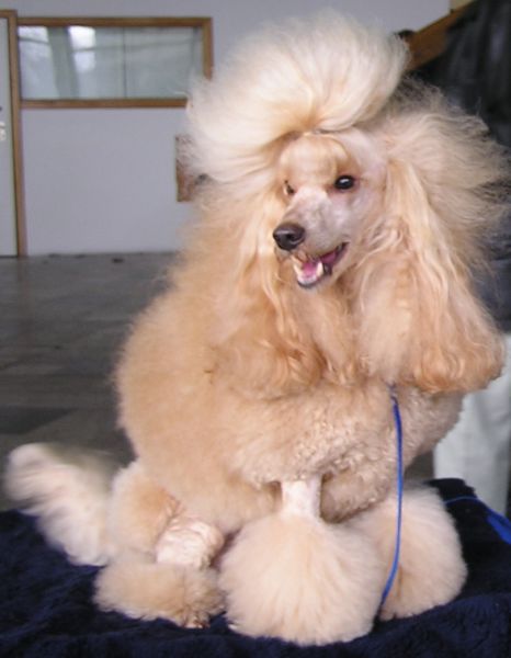 Midzynarodowa Wystawa w Katowicach 2004 r. (CACIB ,BOB)